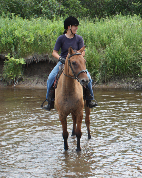 American Bashkir Curly Horse